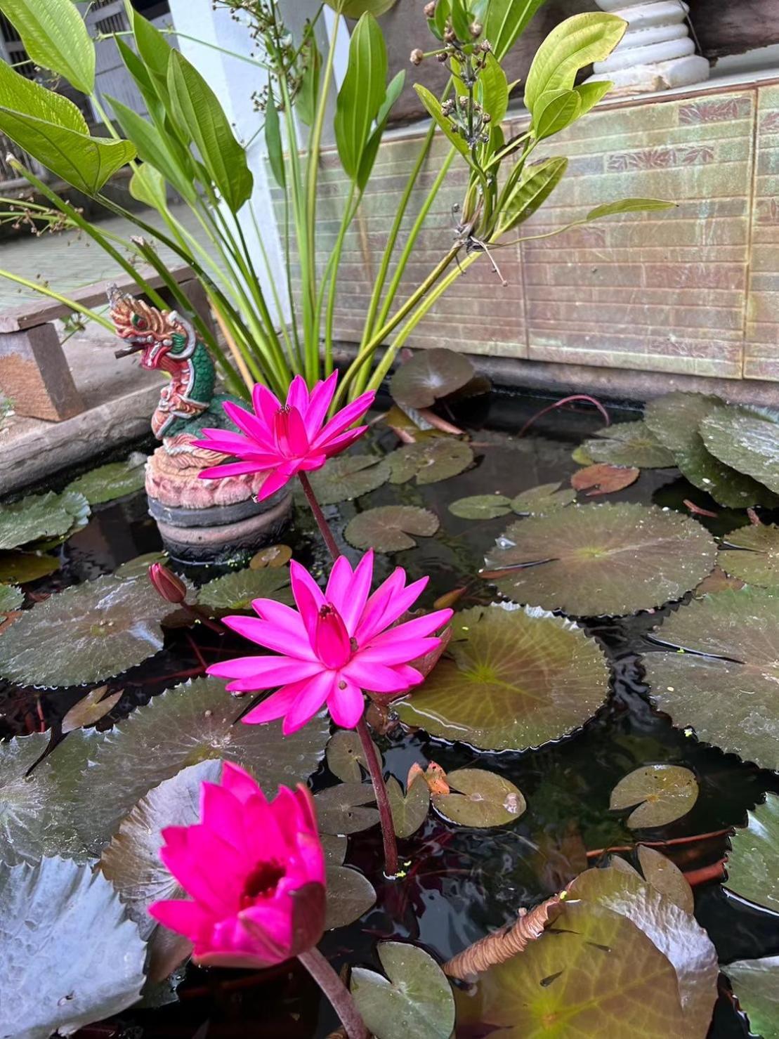 Homestay บ้านอากงโฮมสเตย์ เชียงใหม่ Baan Are Gong Chiang Mai